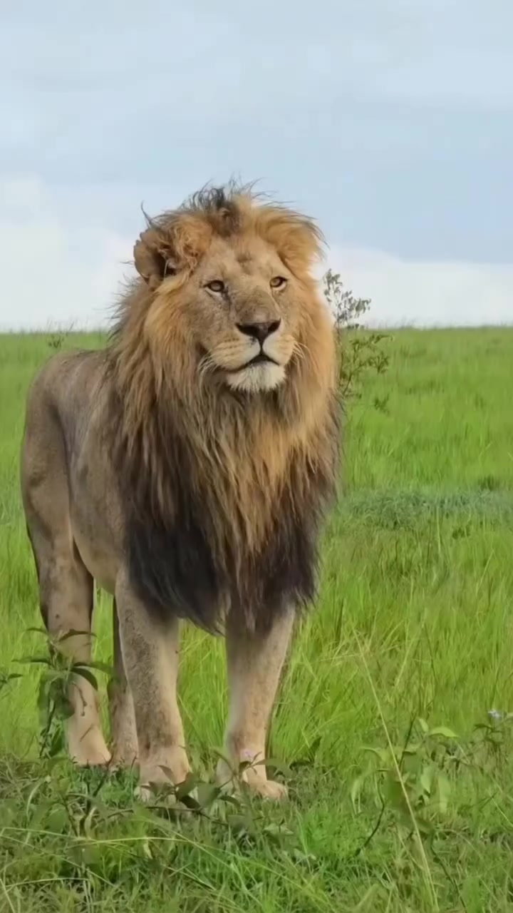 @Sou tiktok