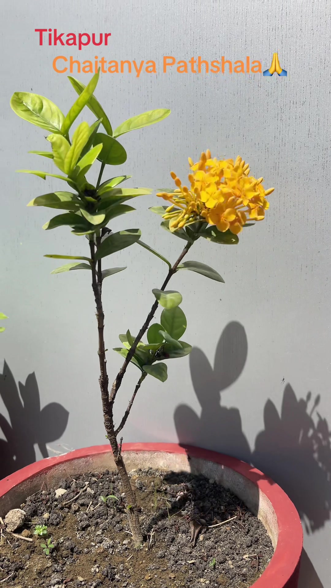 @चक्र चन्द सोडारी