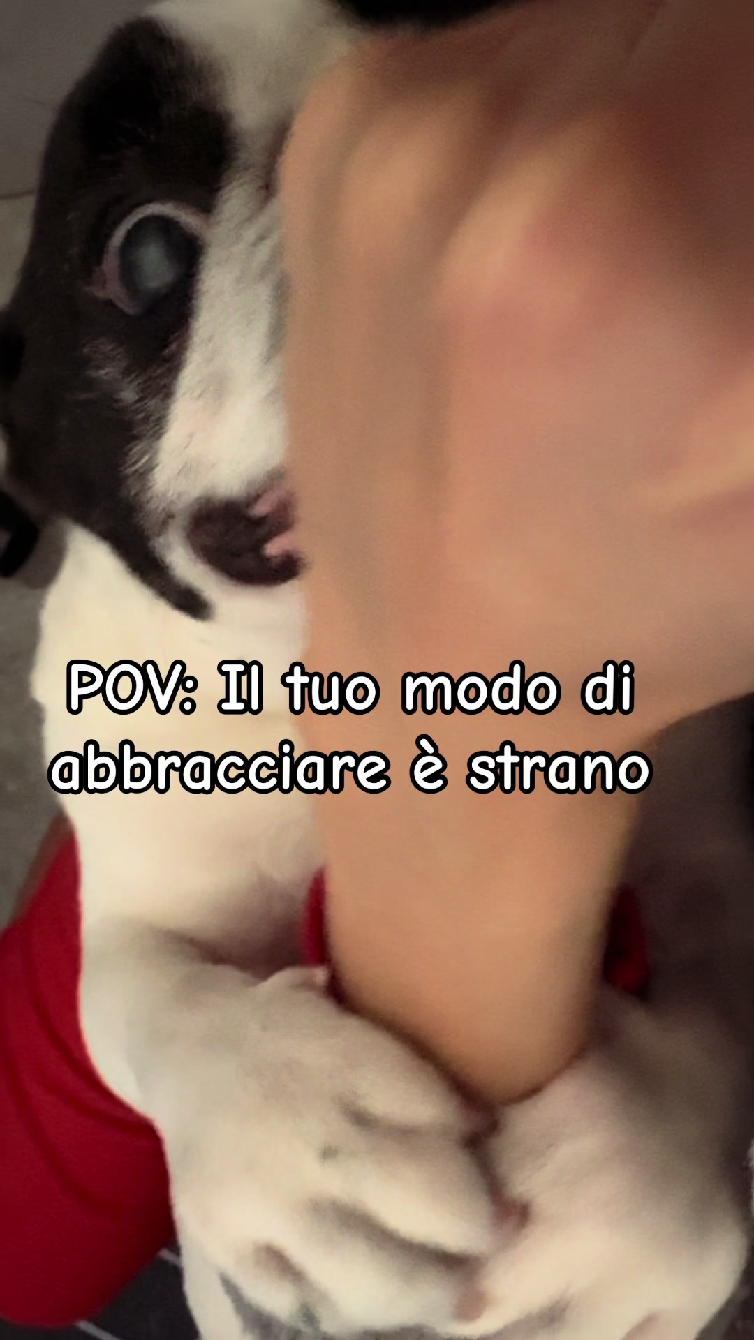 @antoniafragasso