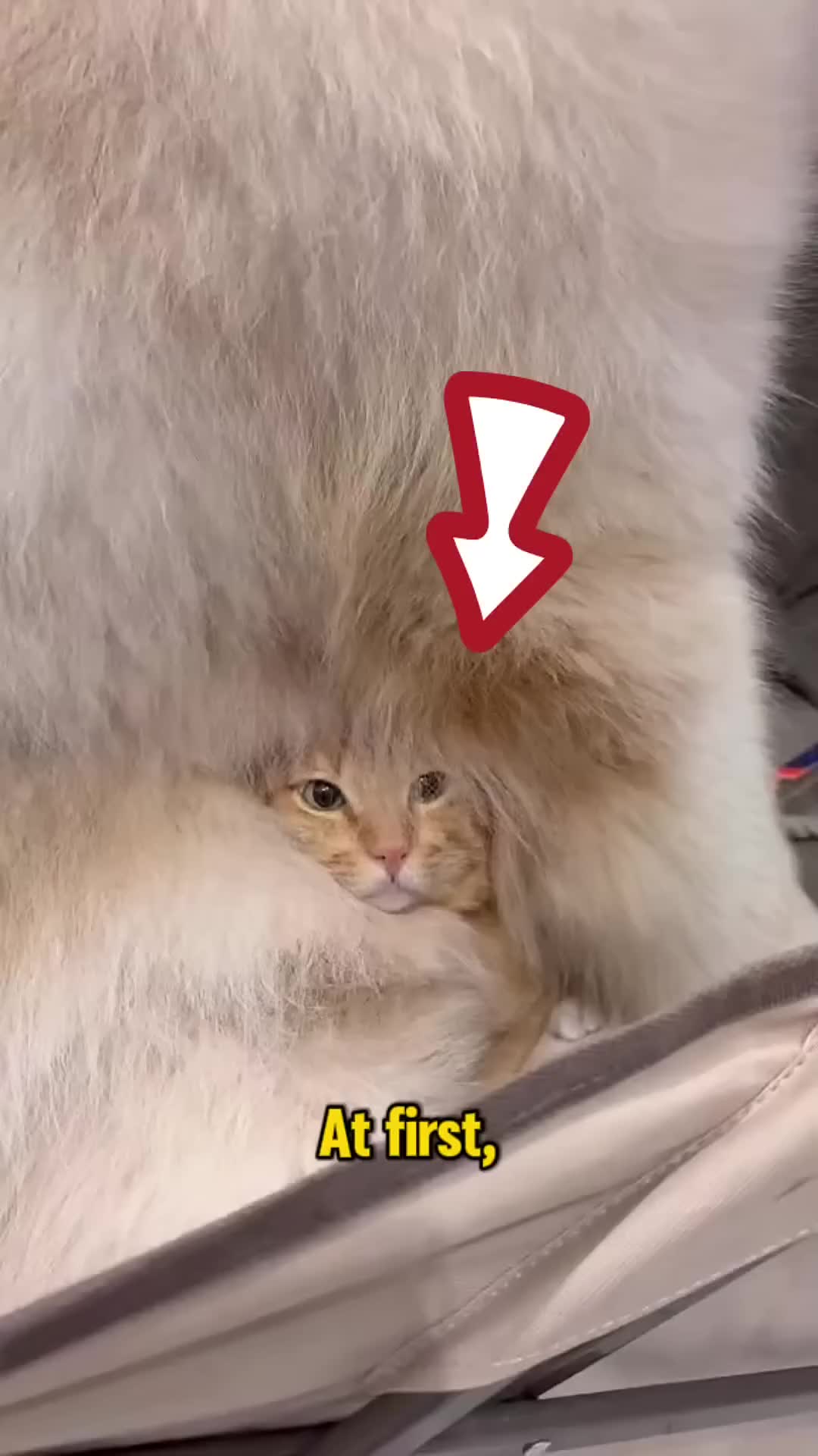 @Rescue Diaries 😻
