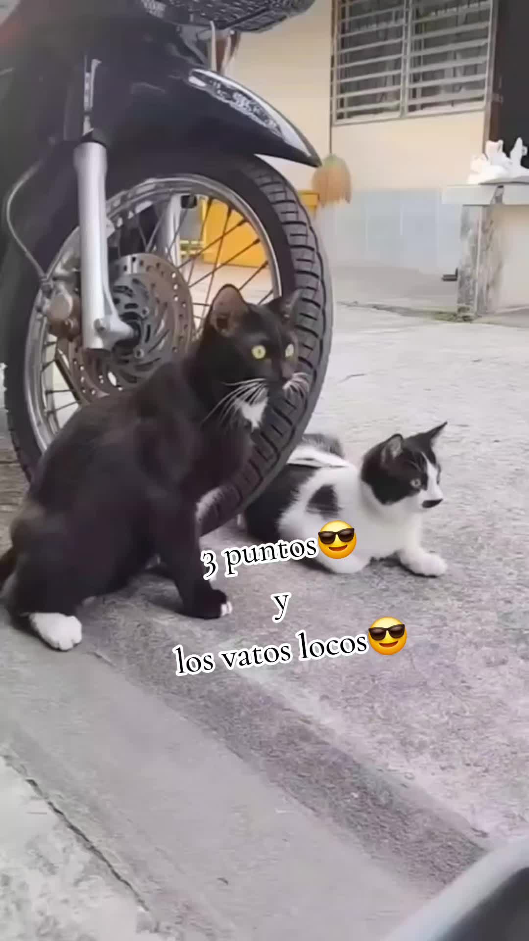 @🇲🇽Guli.Carrada 🐈&zwj;⬛