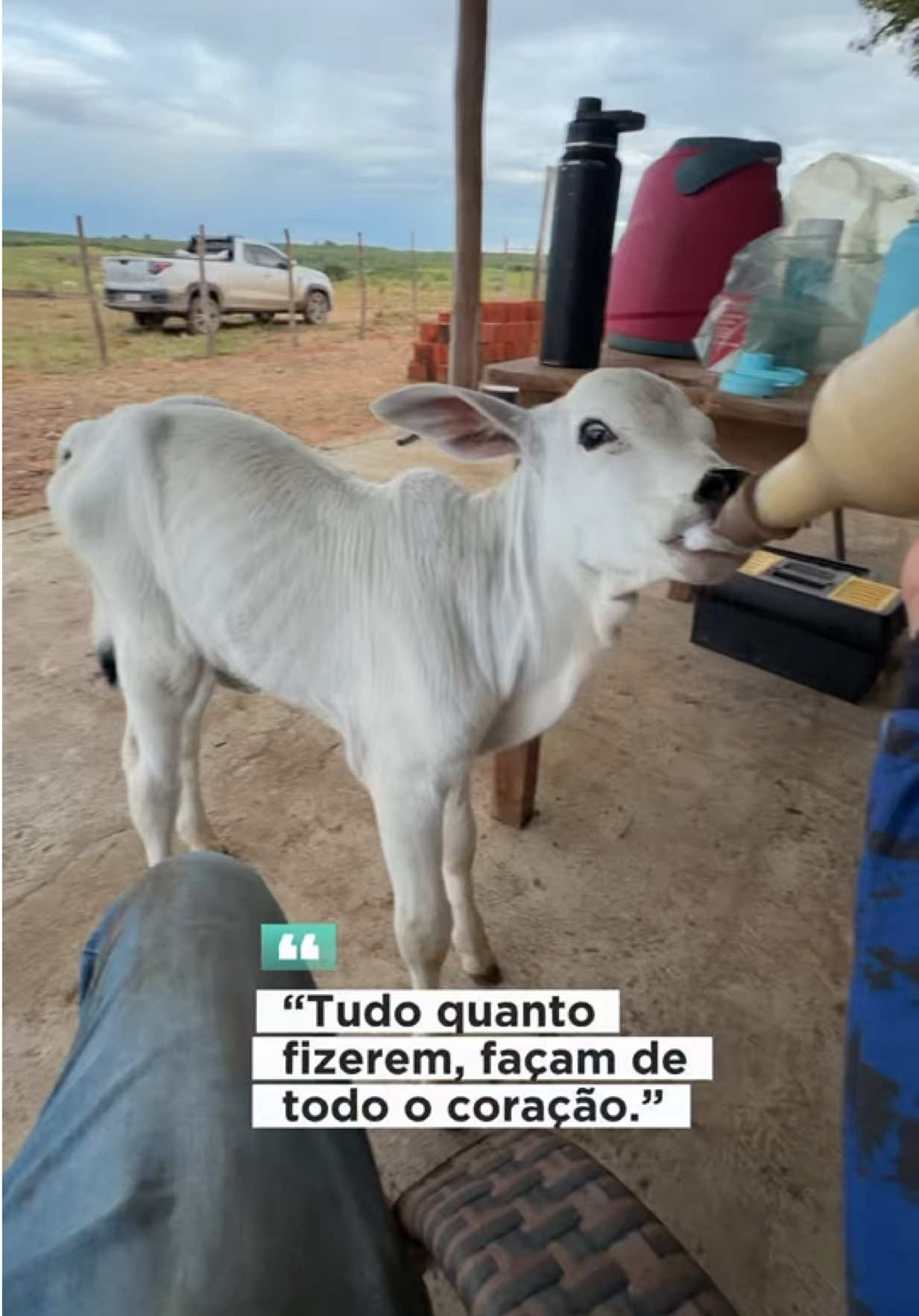 @Shop do Gado