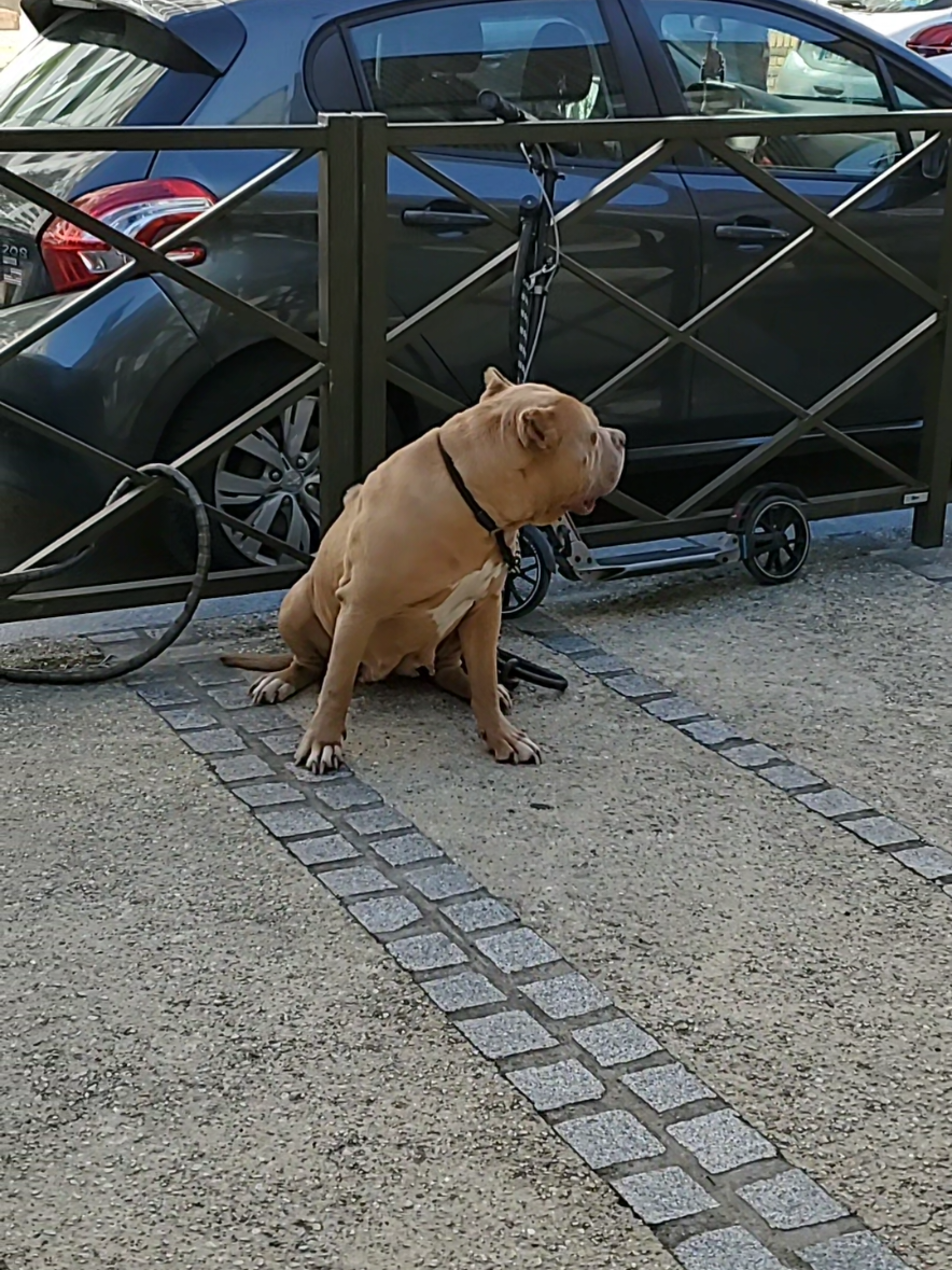 @AKATSUKI BULLY KENNEL 🇭🇹🇫🇷