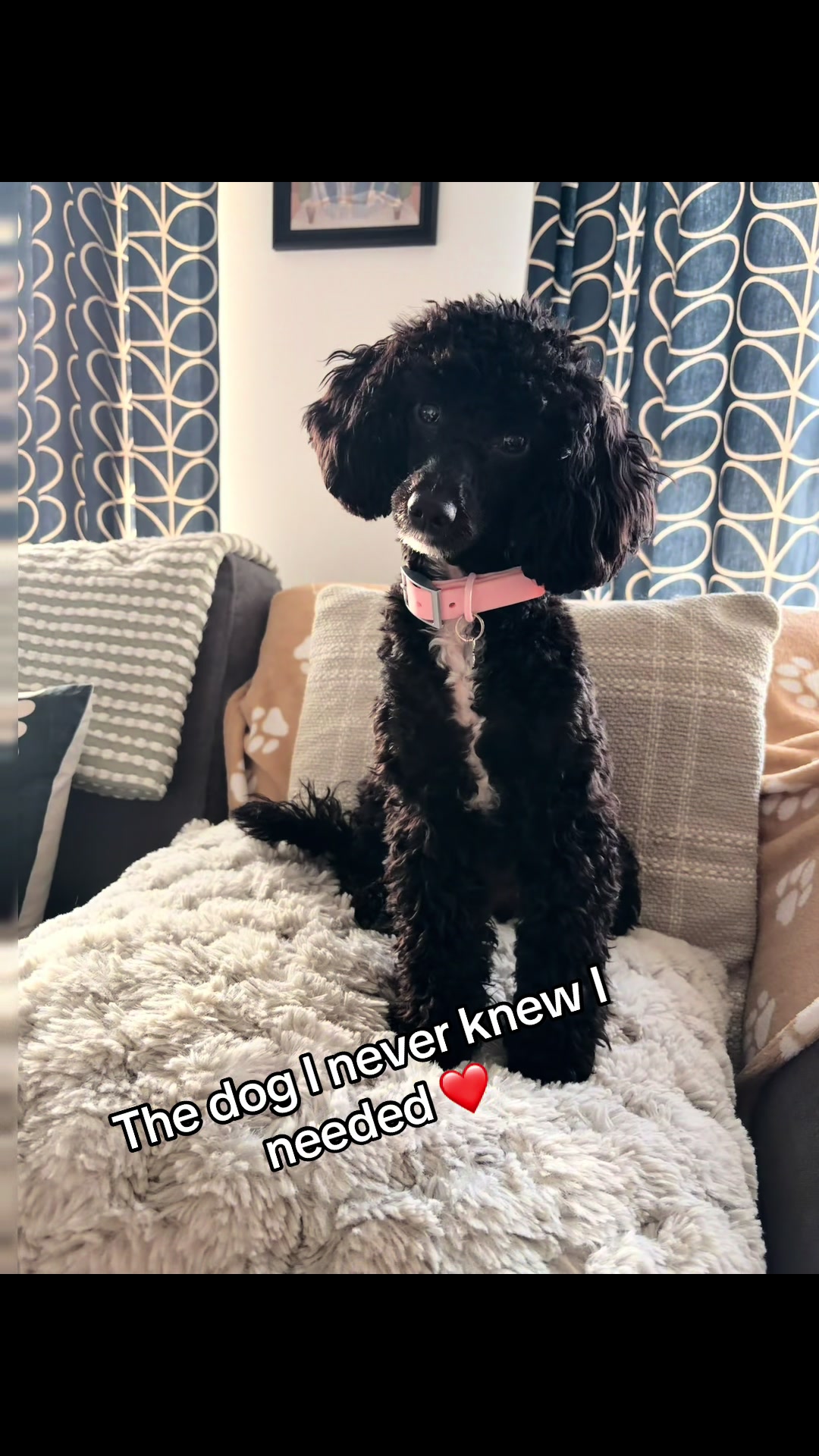@Remembering RubyRoo 🤍🕊️