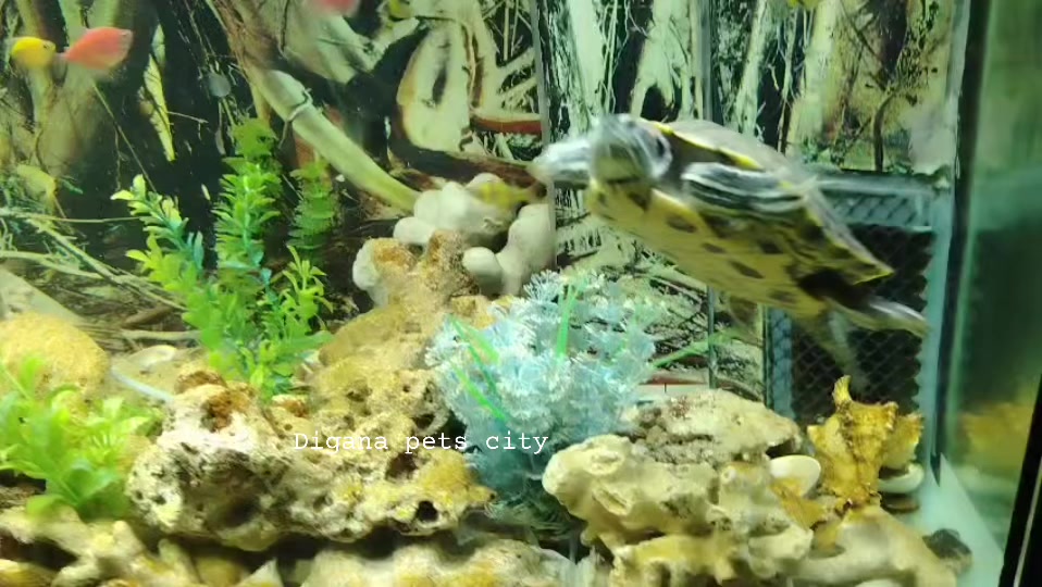 @Digana pets city