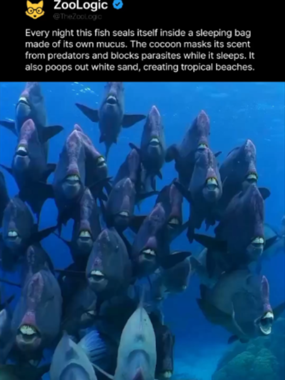 @ZooLogic