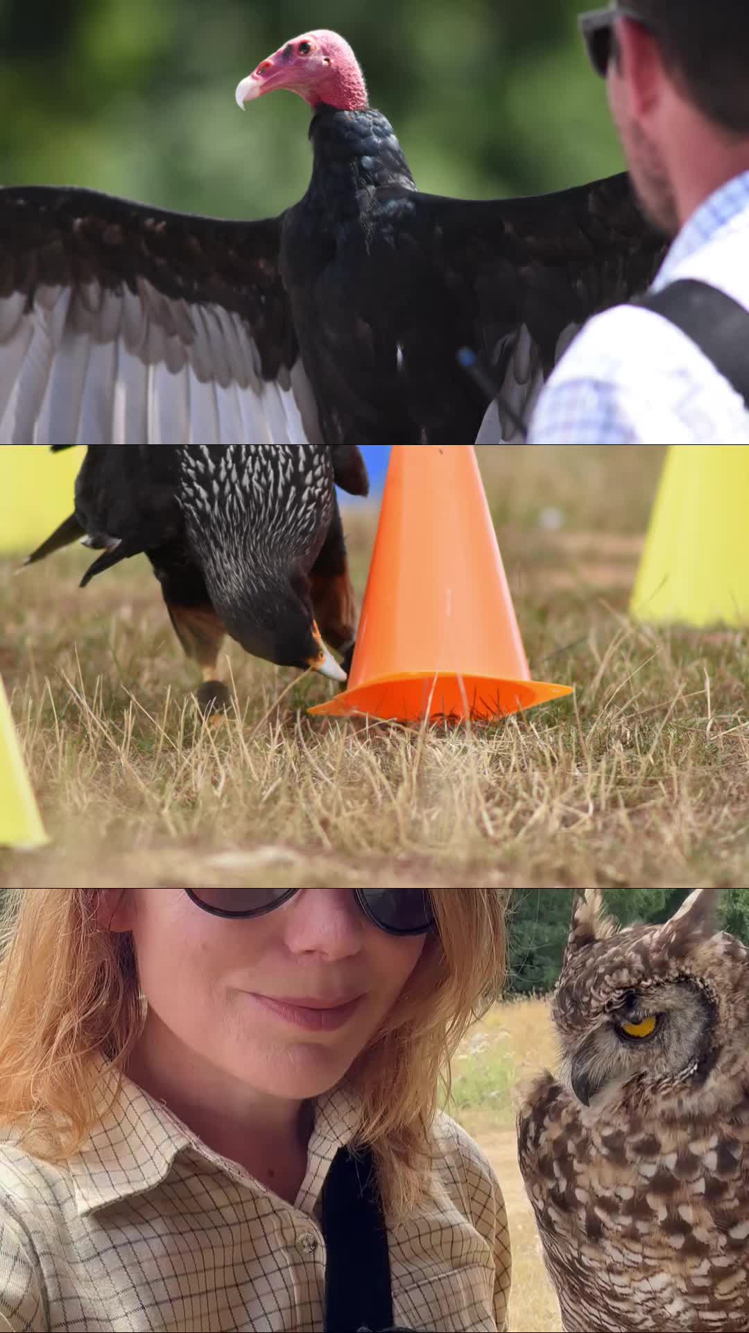 @Kent Falconry Centre