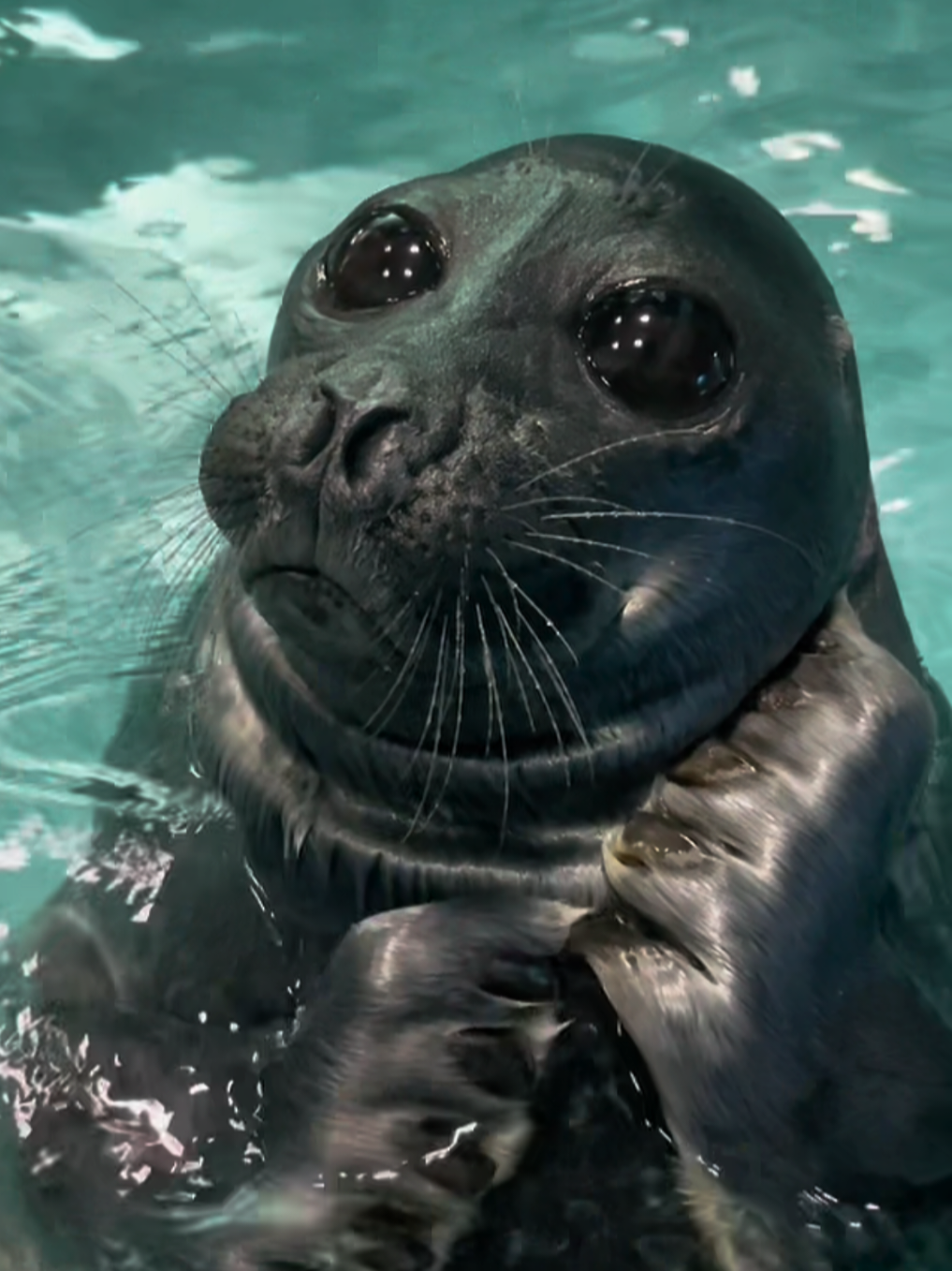 @🩷🎀 seal 🦭🩷