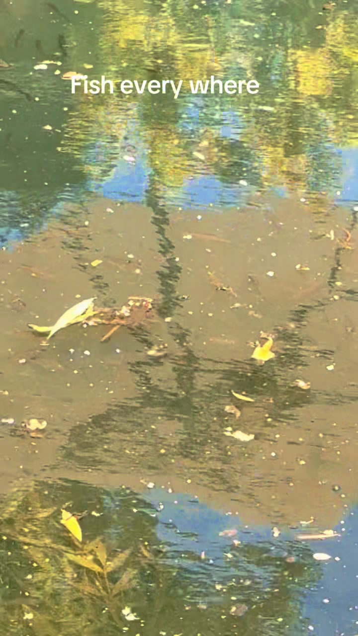 @Mental elf fishin