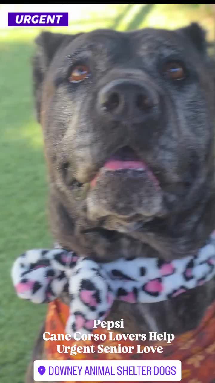 @Cane Corsos