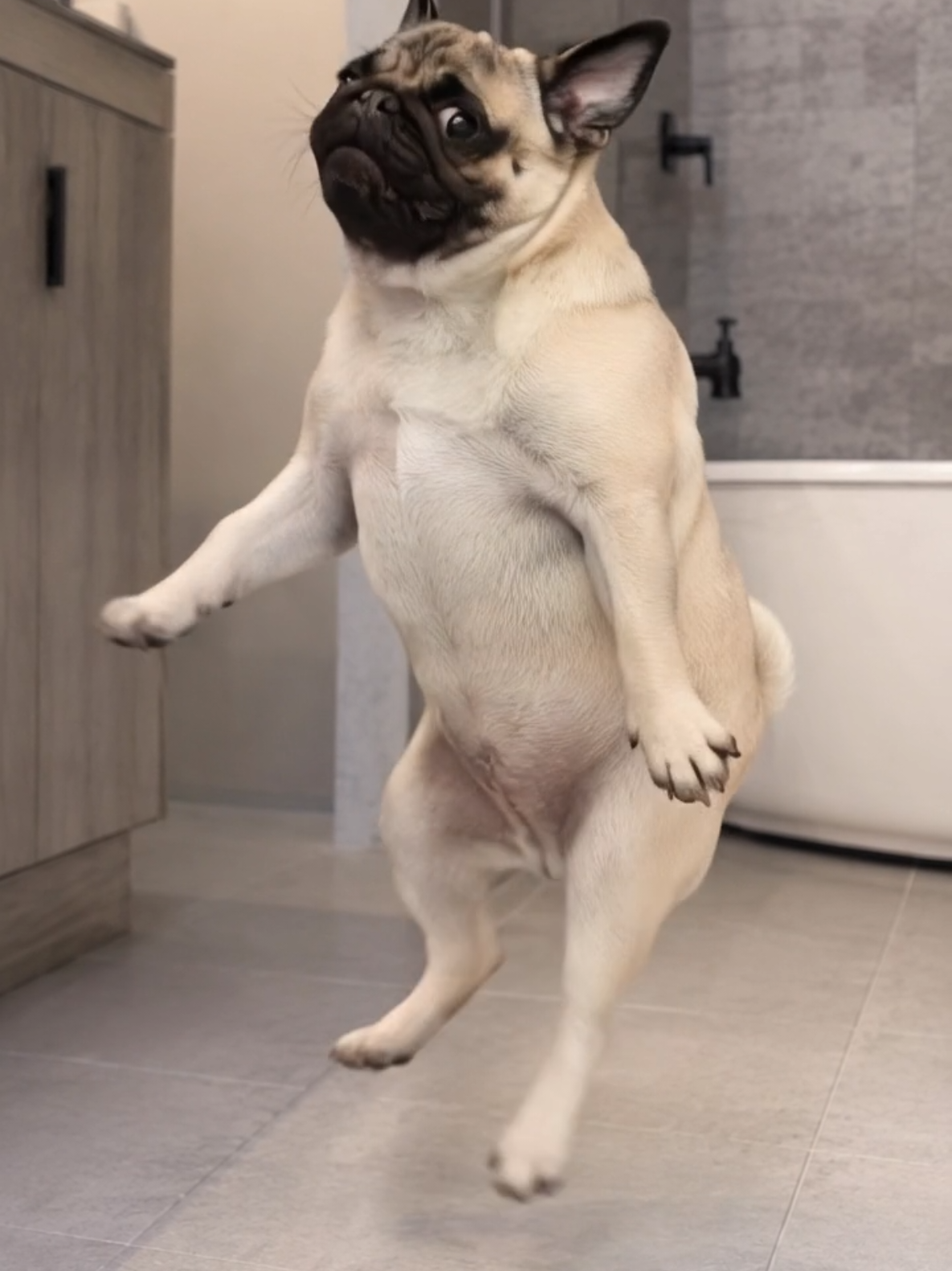 @Pug