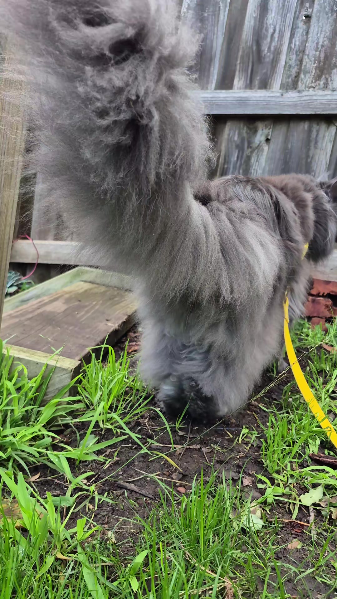 @Ragnar the Maine Coon 🐈