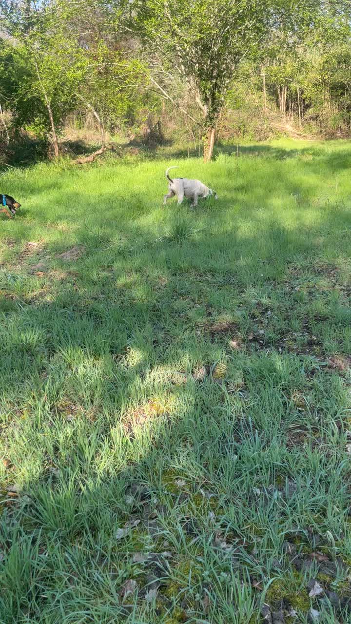 @passion du chien courant