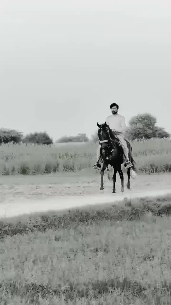 @Only Horse Video 🐴🐴