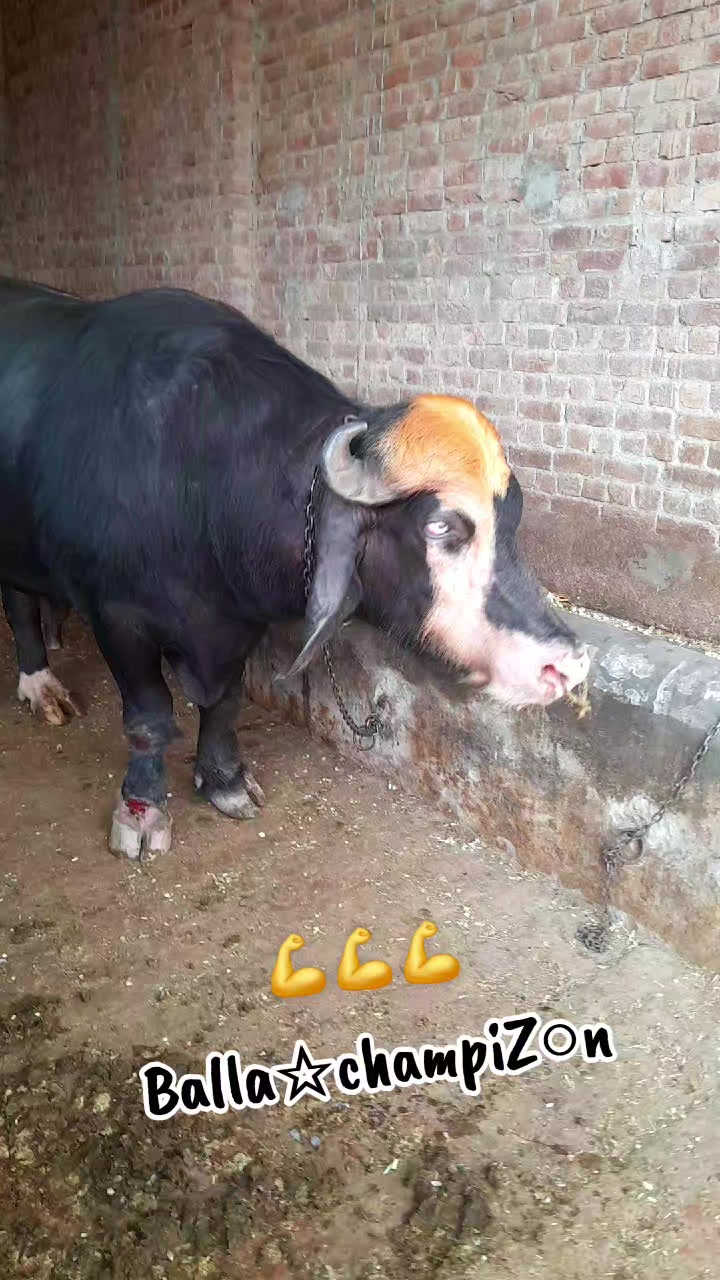 @Honey singh('gujjar')