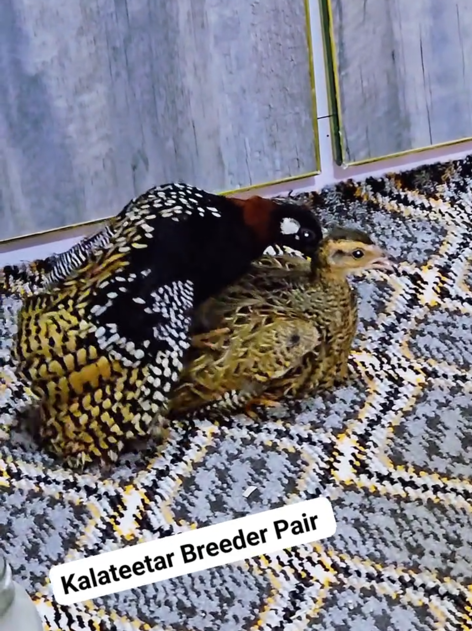 @Birds Lover