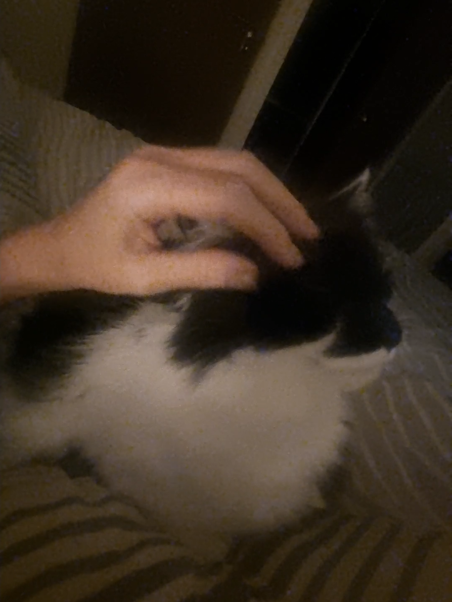 @2catlife