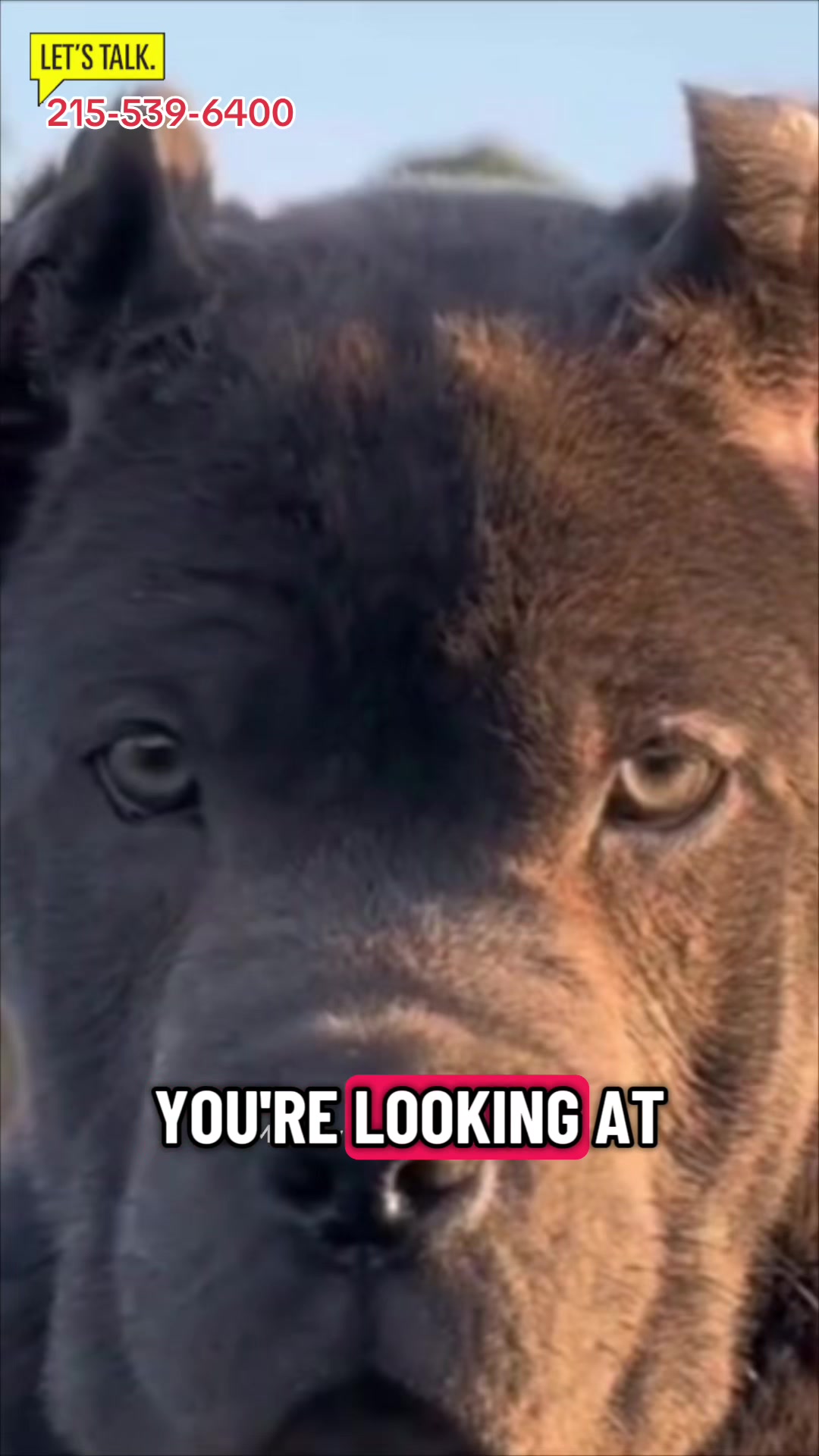 @Ultimate Puppies