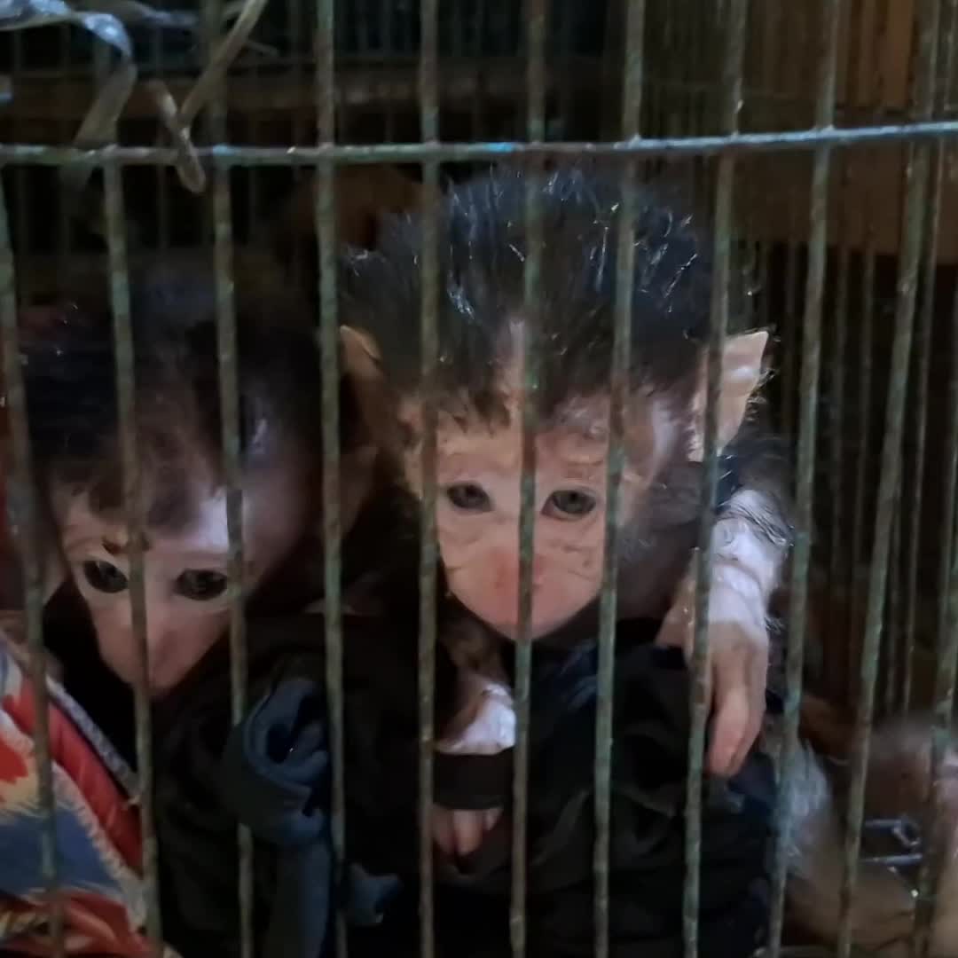 @Monkey TP