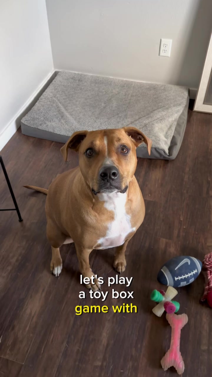 @PetFitness
