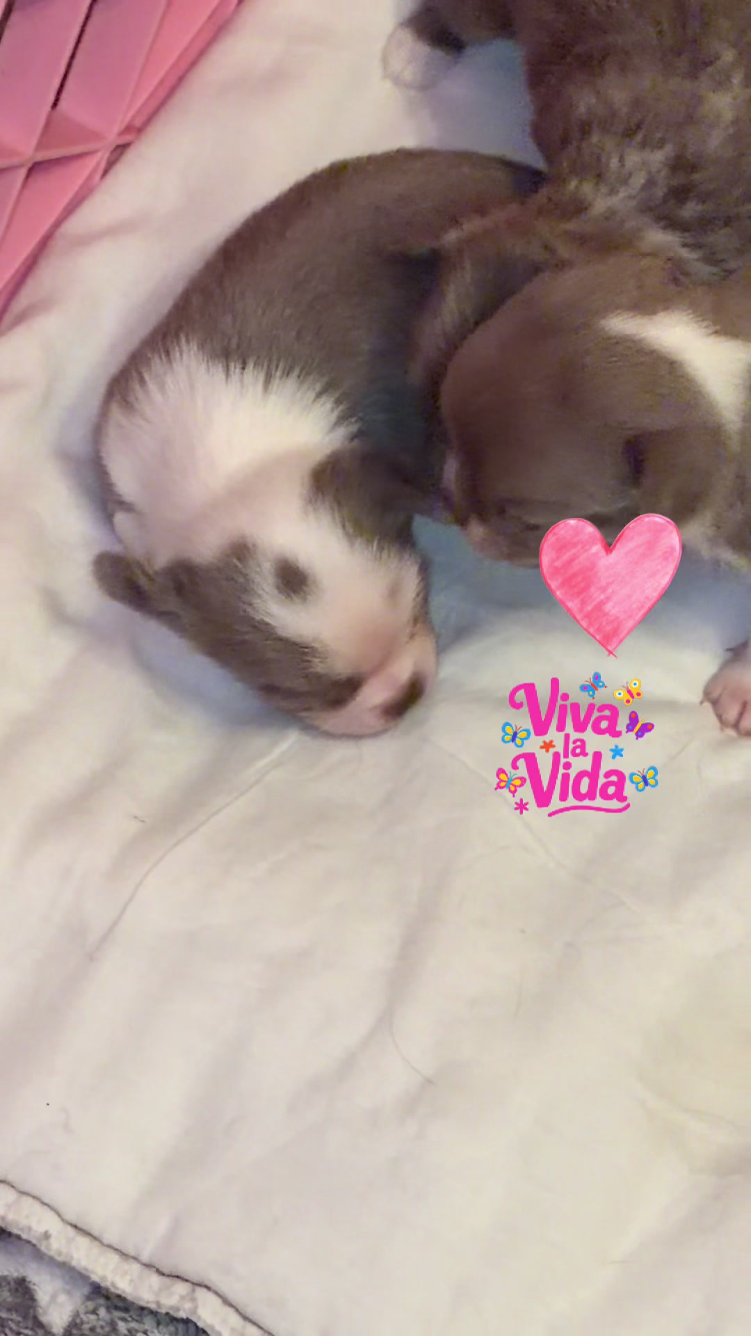 @Xhiana Chihuahuas. 🇪🇸
