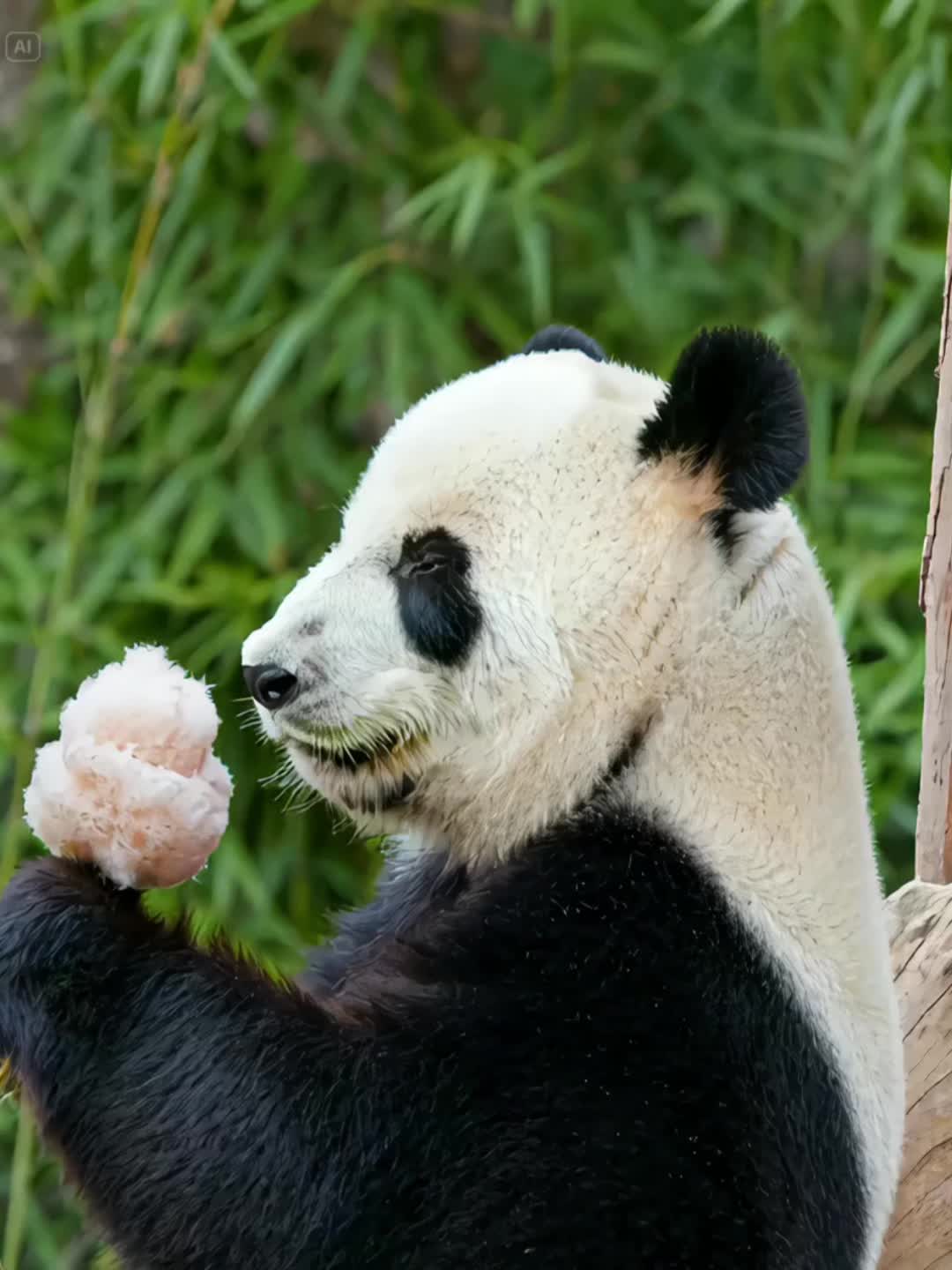 @lovepandas05