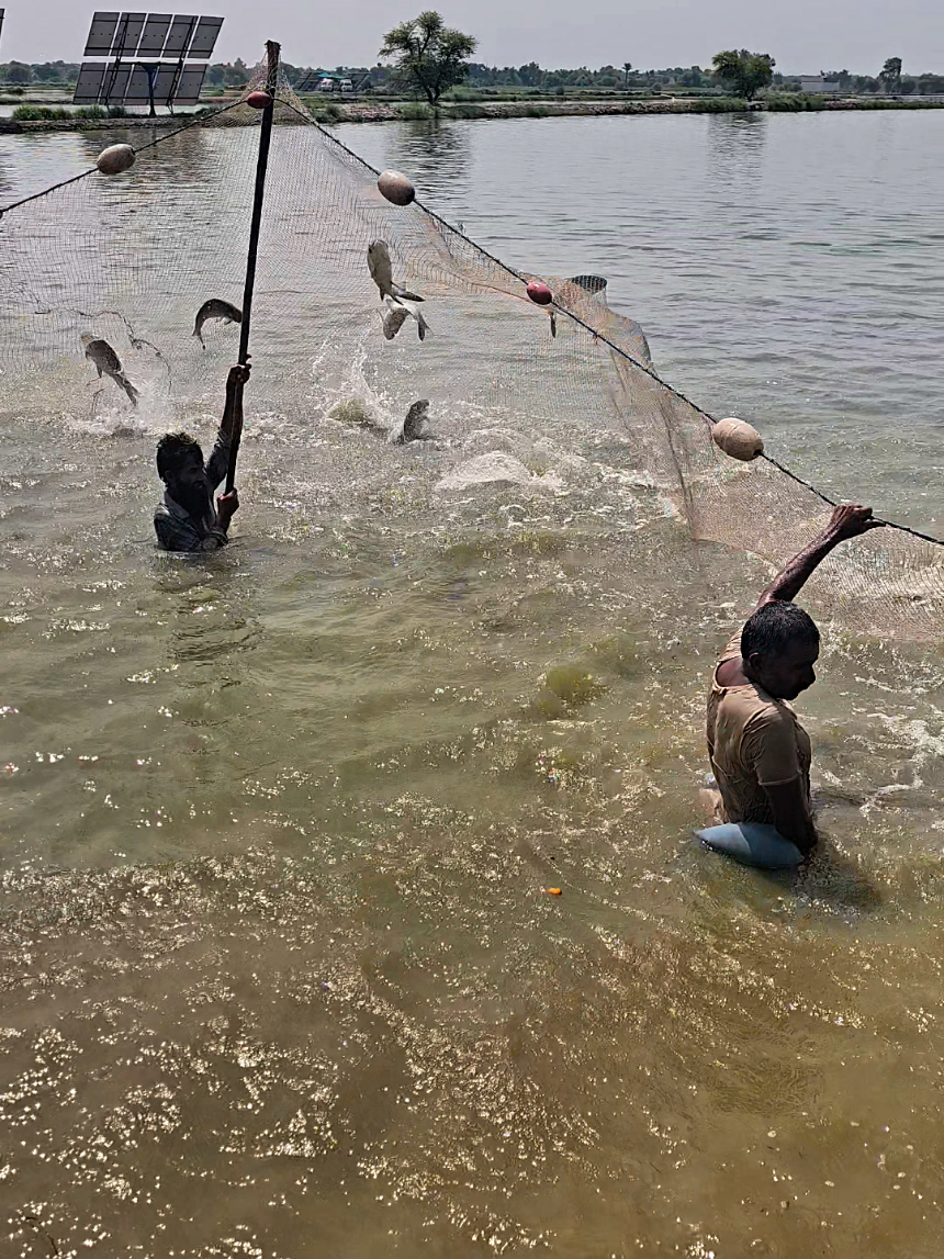 @fish catching video