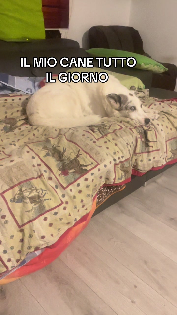 @ho.adottato.un.canesordo