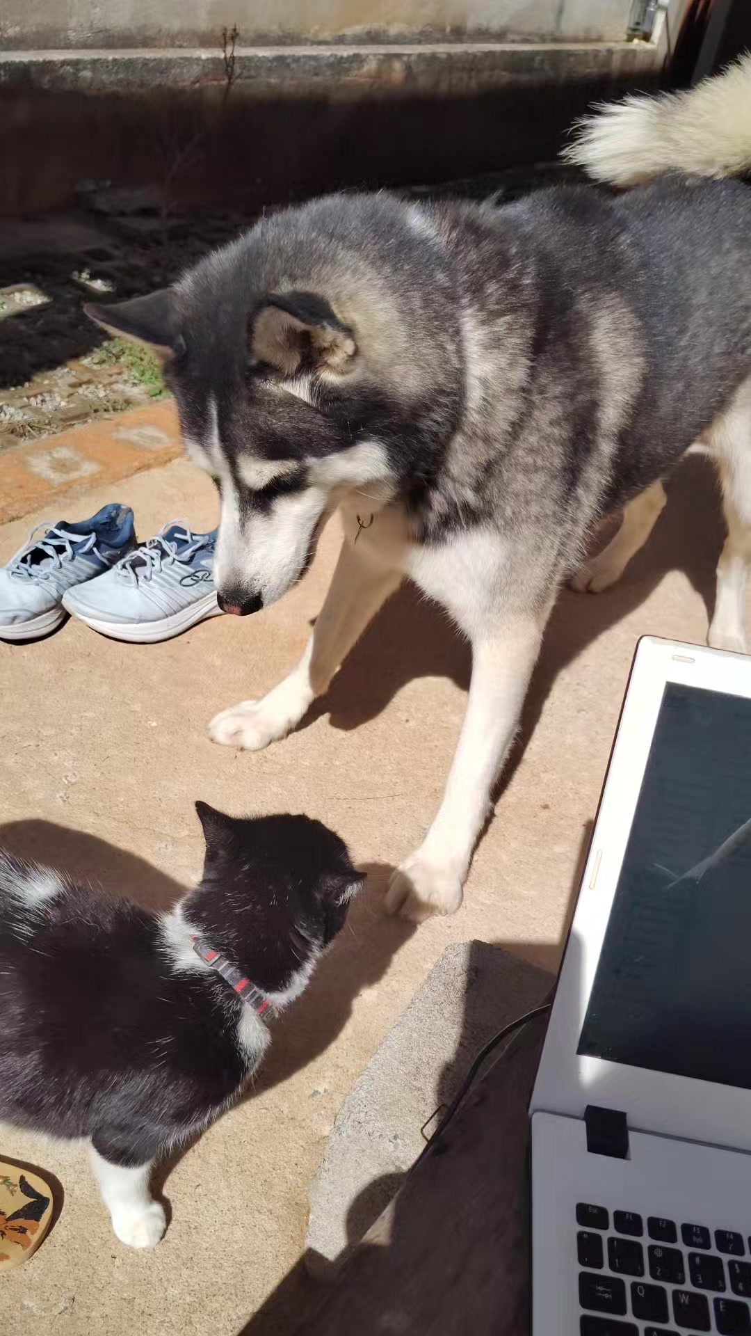 @Kyuubi e Dory no Comando 🐾