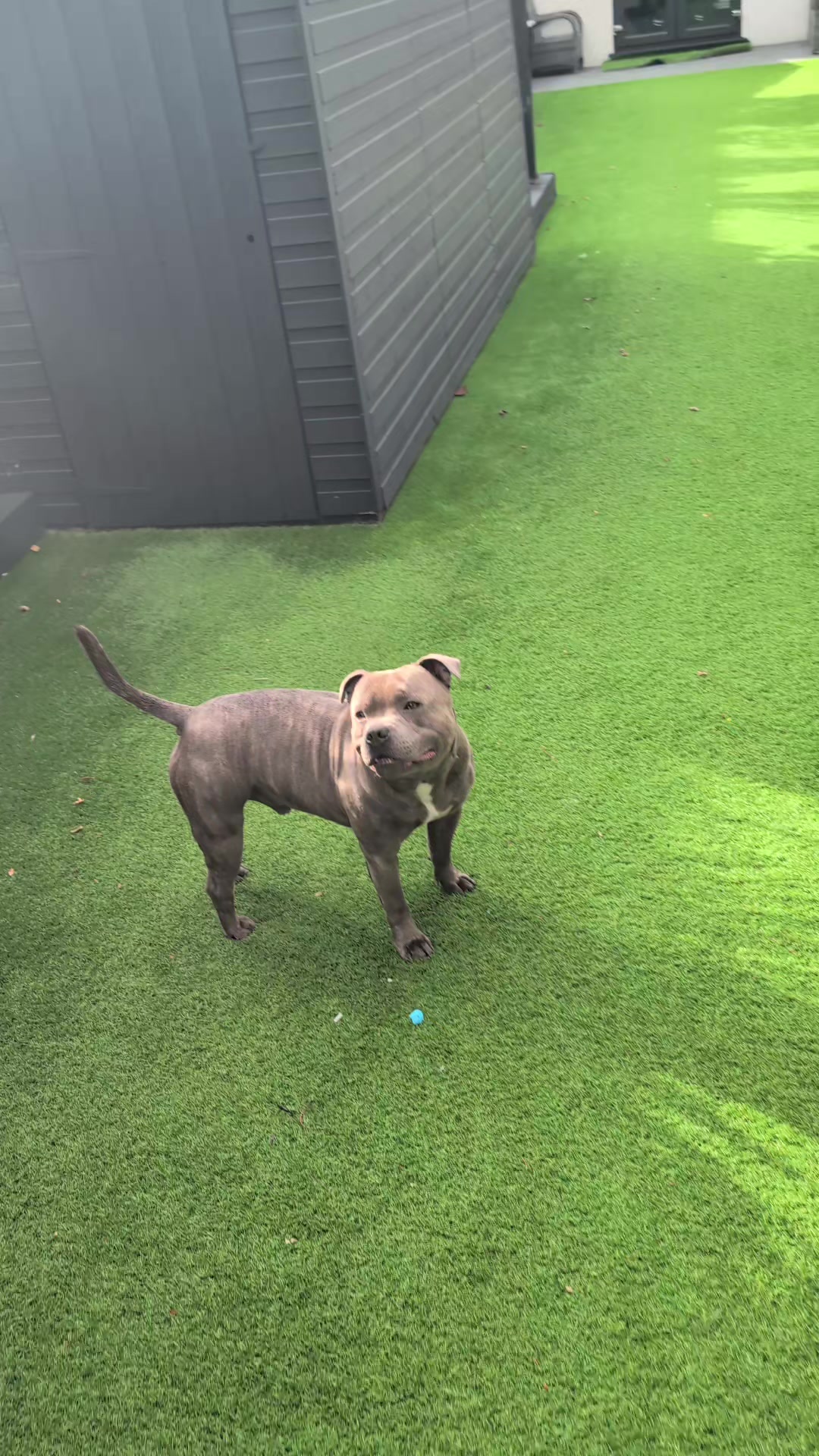 @The Blue Staffy Stanley