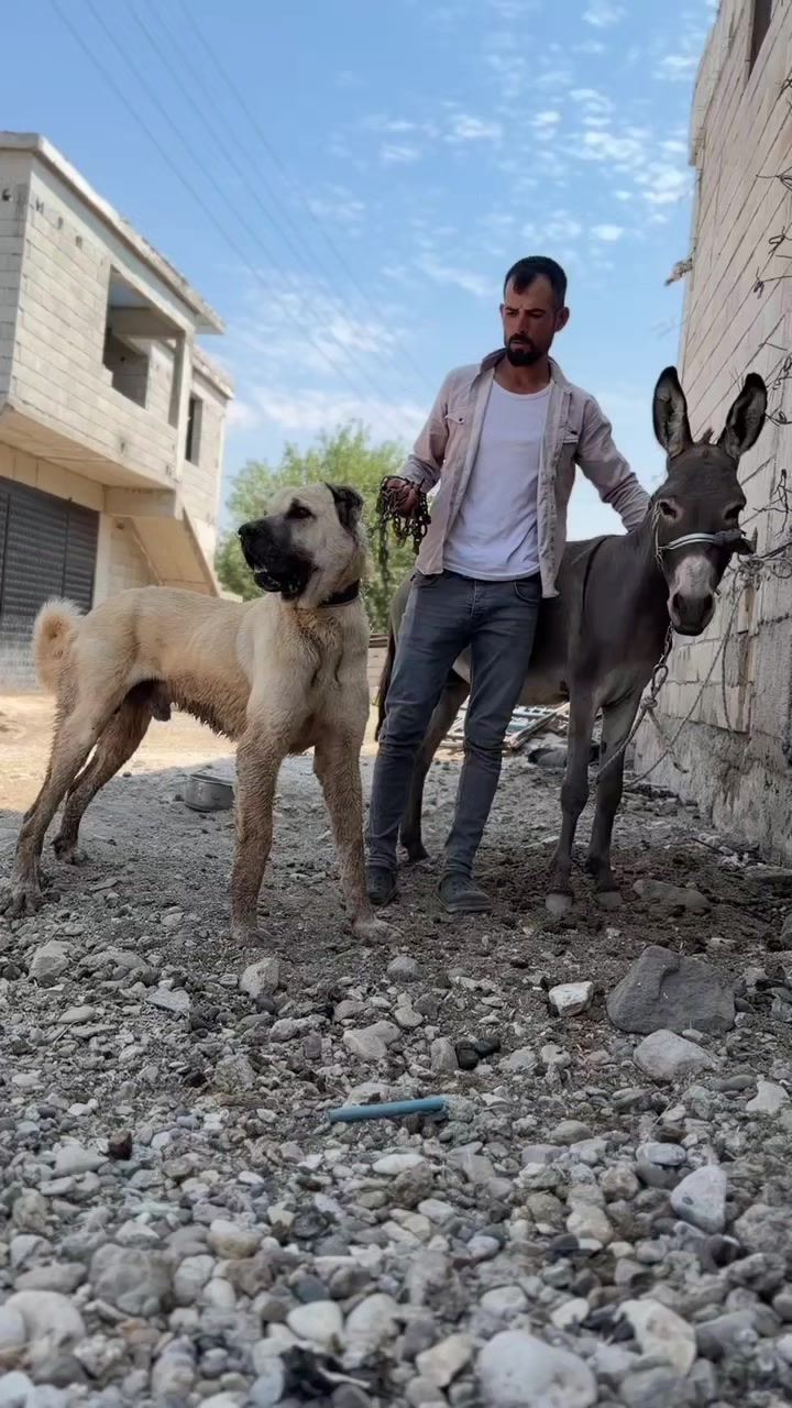 @ali çınar