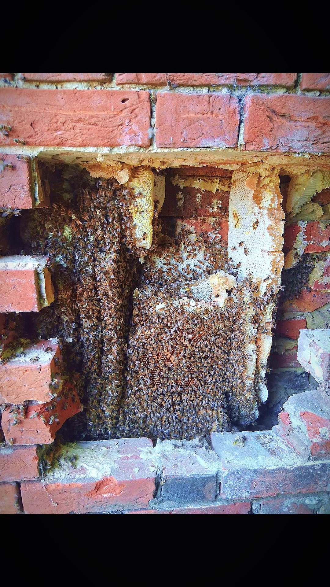 @Imperium Pest Control