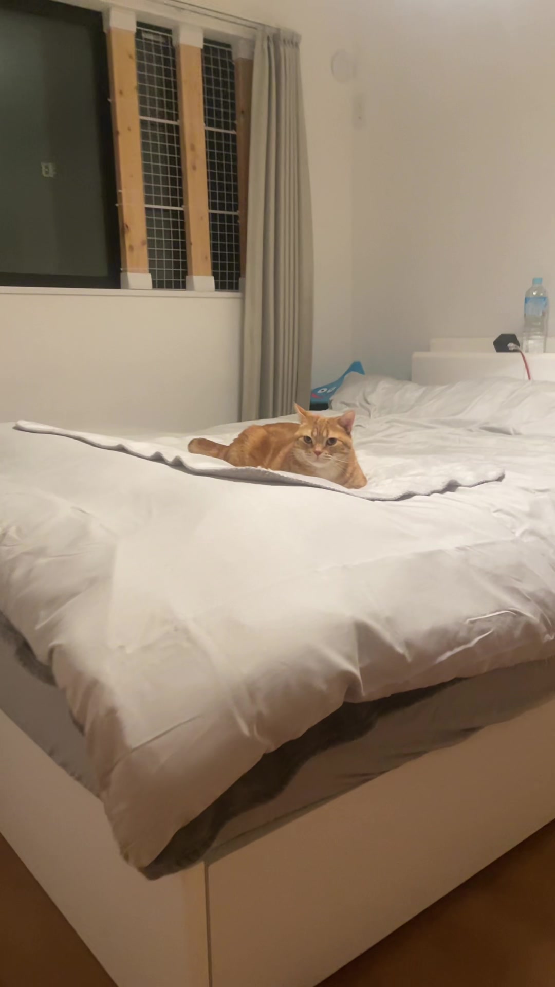 @社会人の猫暮らし🐈あめ