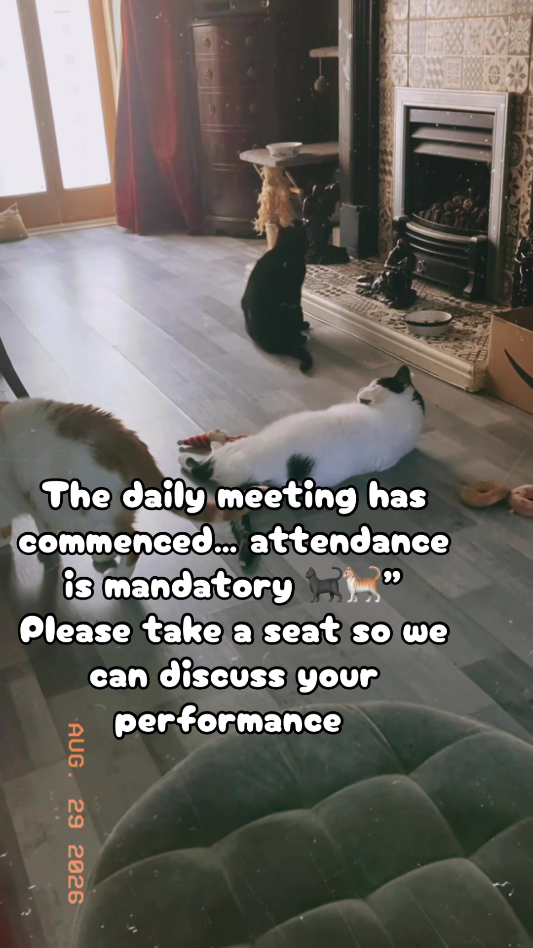 @crazycatladyxfour