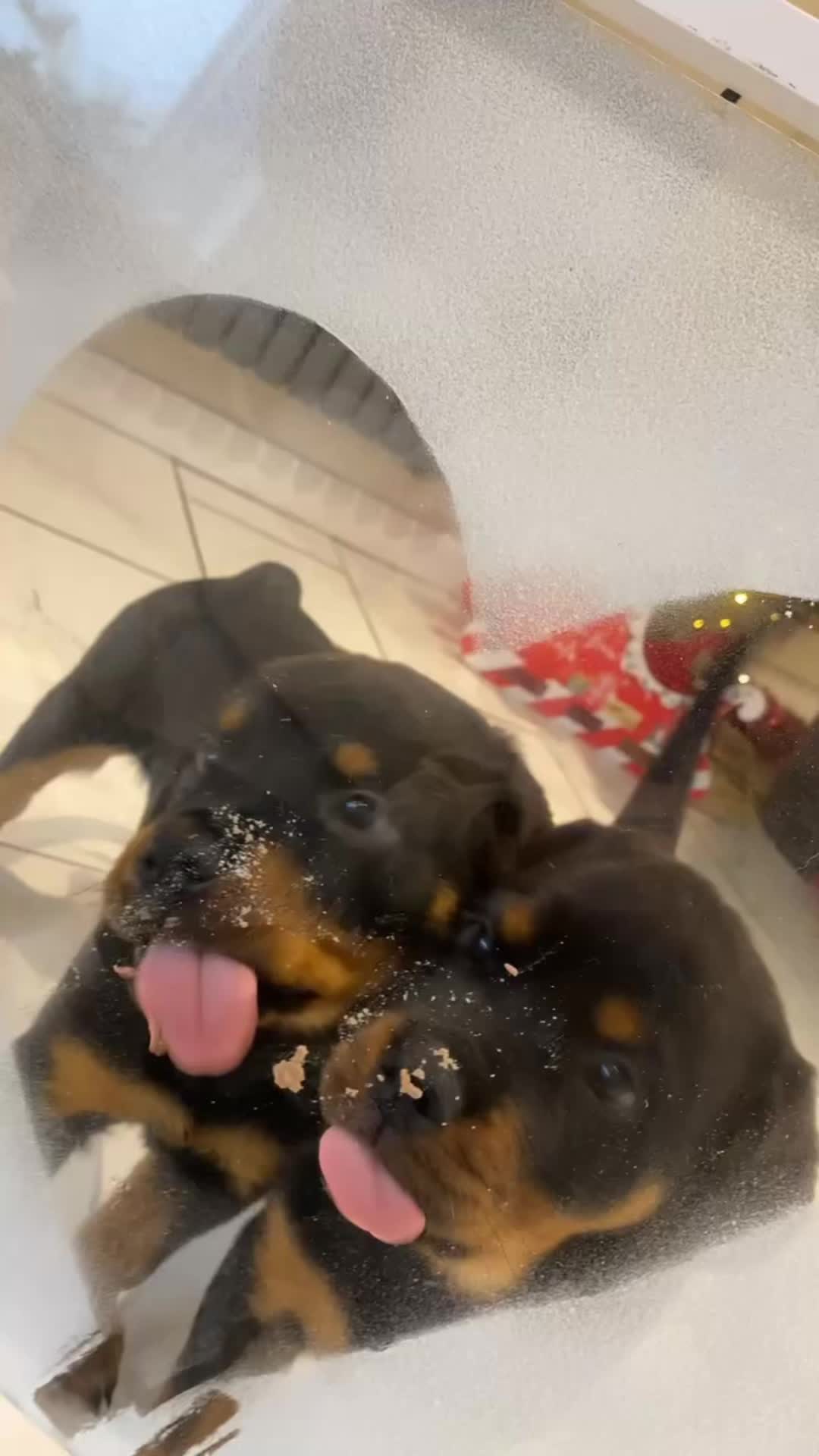 @tasha.stella.lola.kong