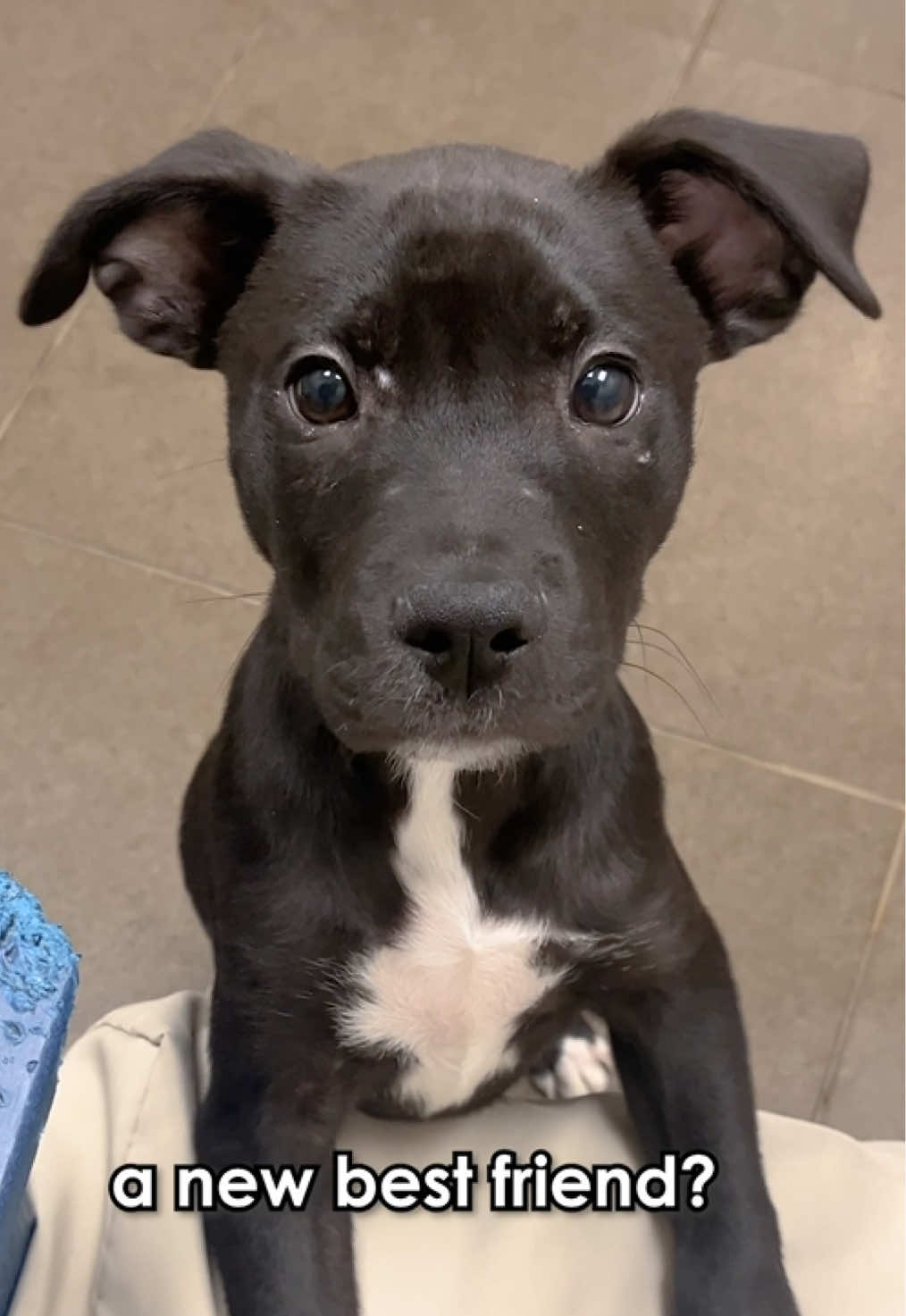 @animalhumanenm