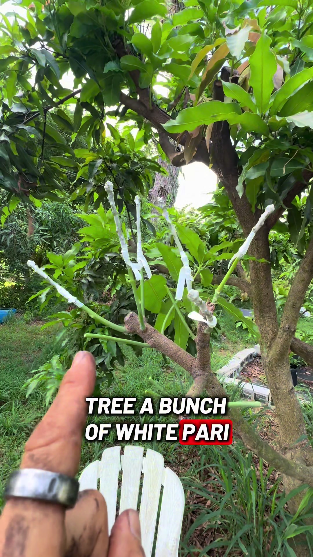 @Fruitful Trees