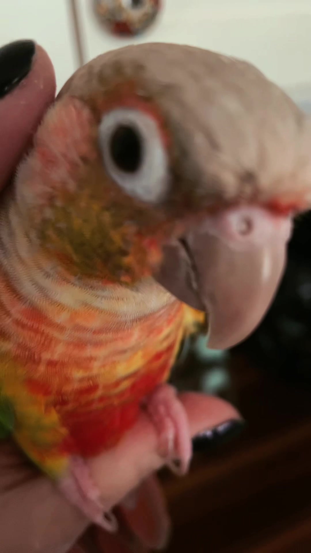 @Chomps