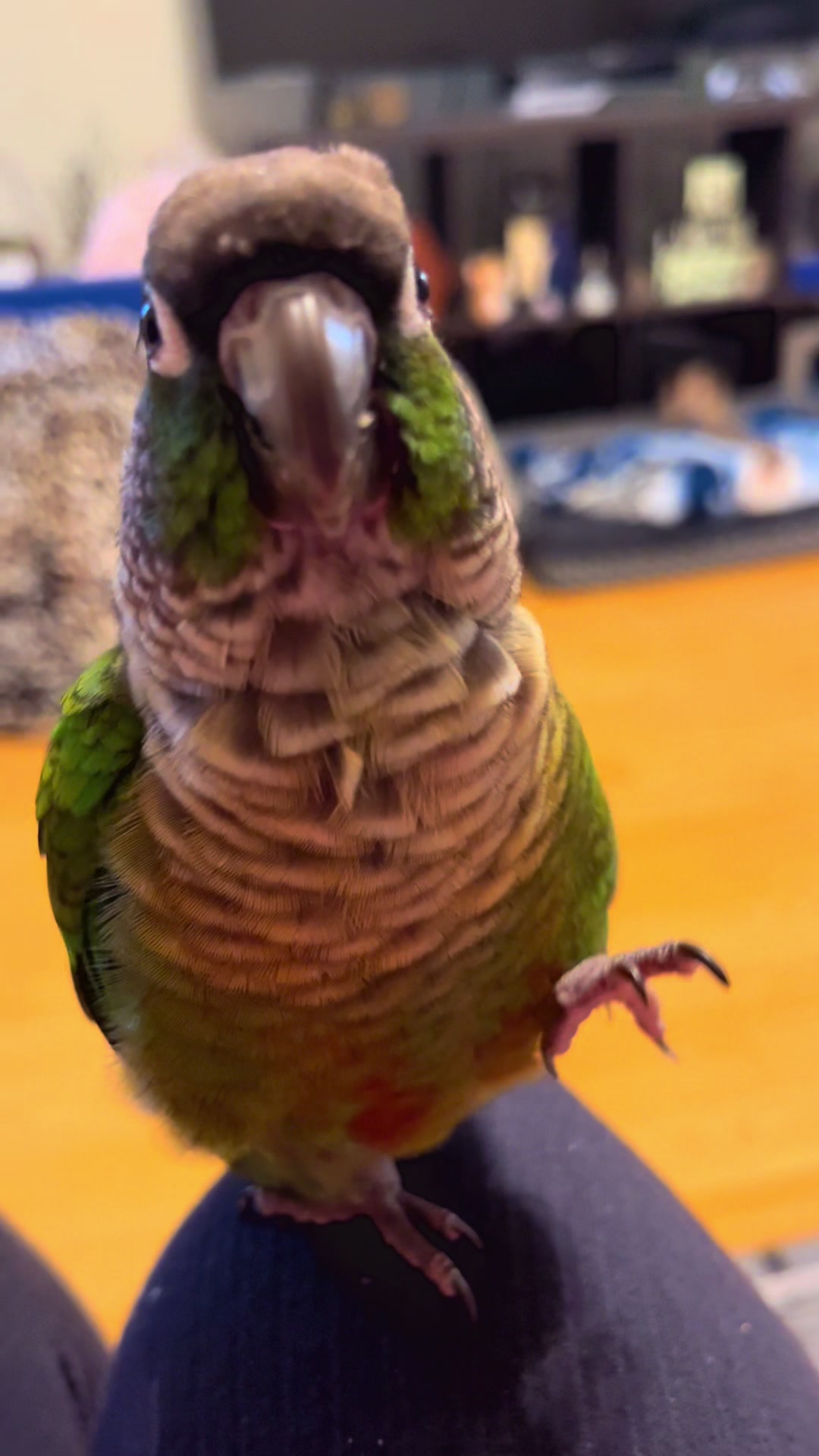 @Houdini 🦜🧚&zwj;♀️💕