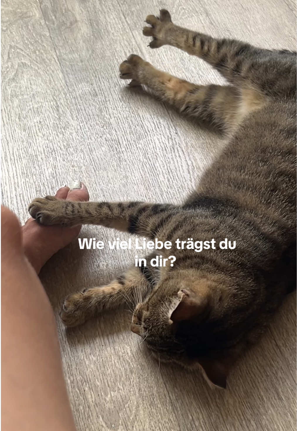 @Lynxk 🧚