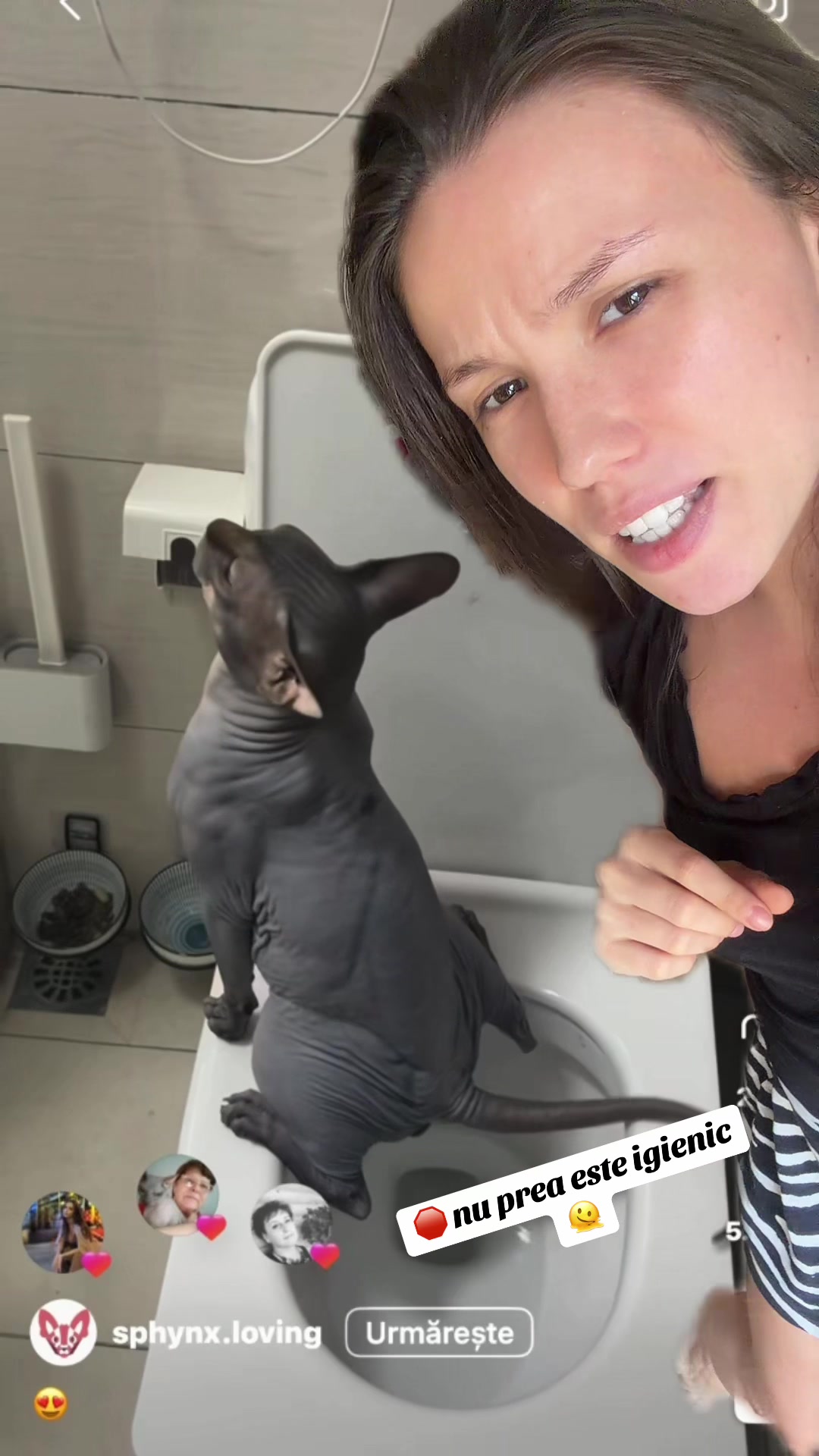 @Diana Ciortan Sphynx Romania