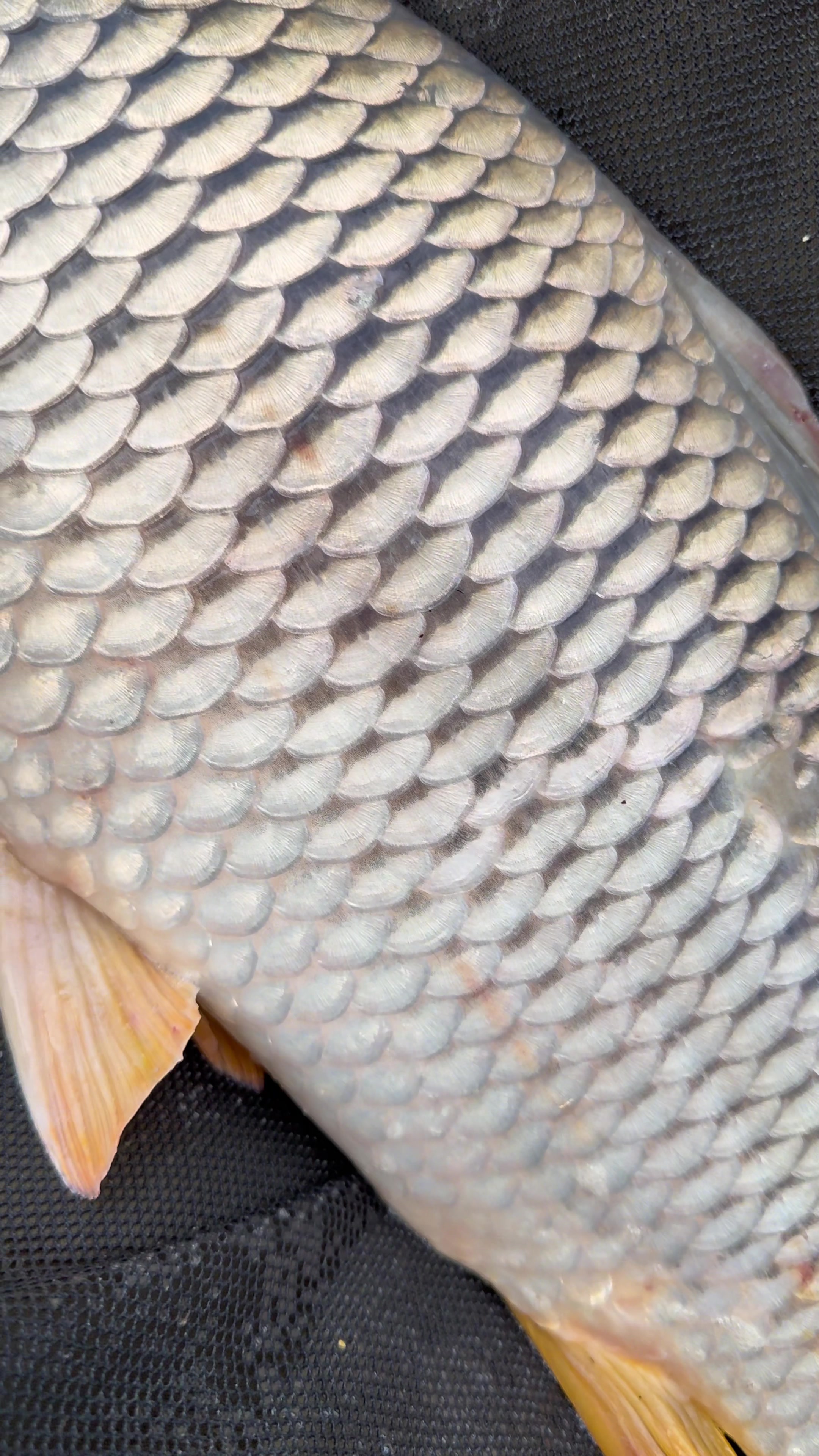 @ValterFishing🐟