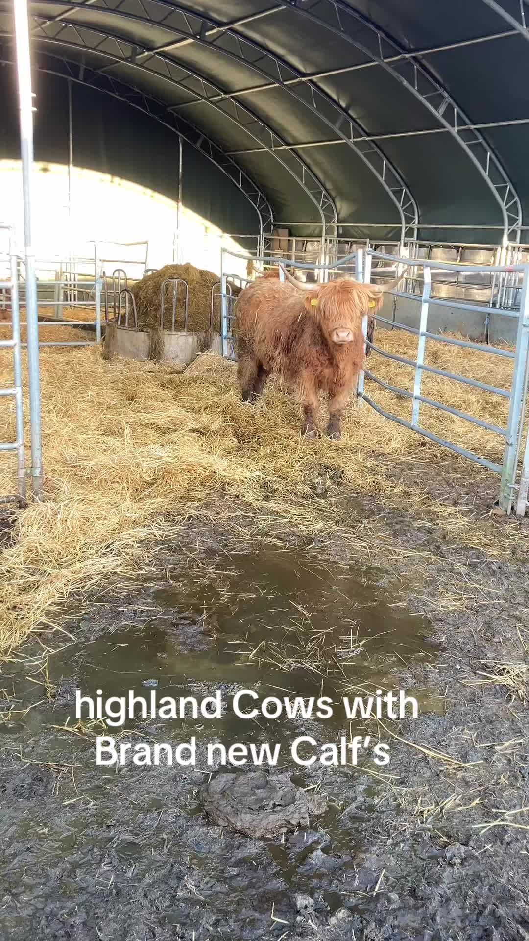 @Highland Coo Clan