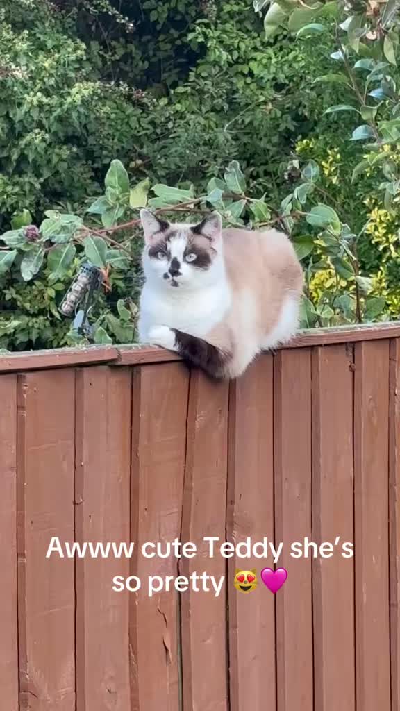 @catlady19570