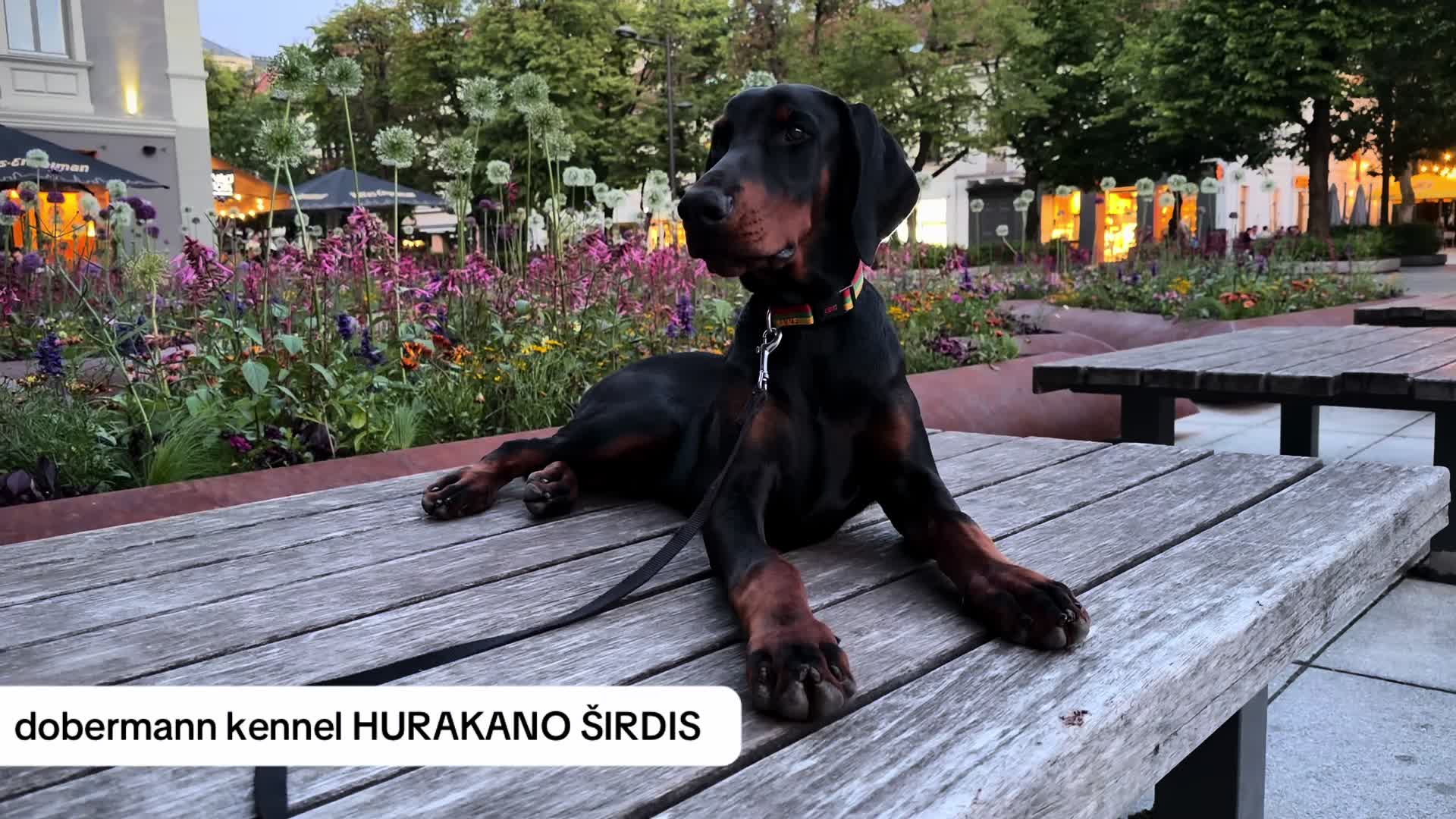 @Egle & The Dobermanns