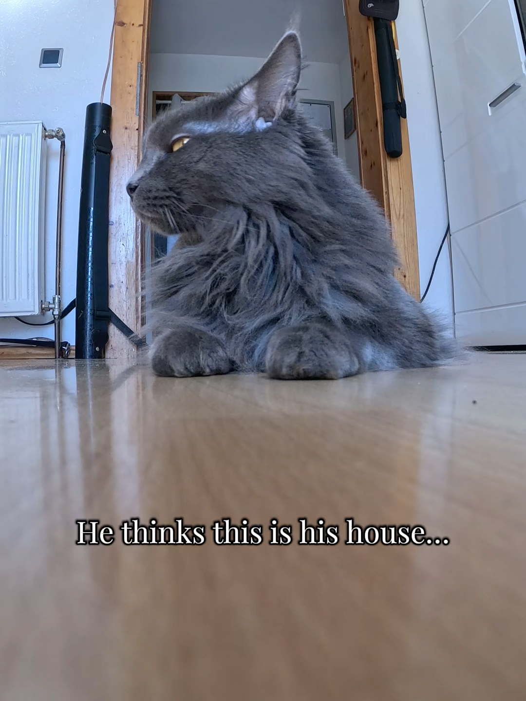 @Manny der Strizzikater