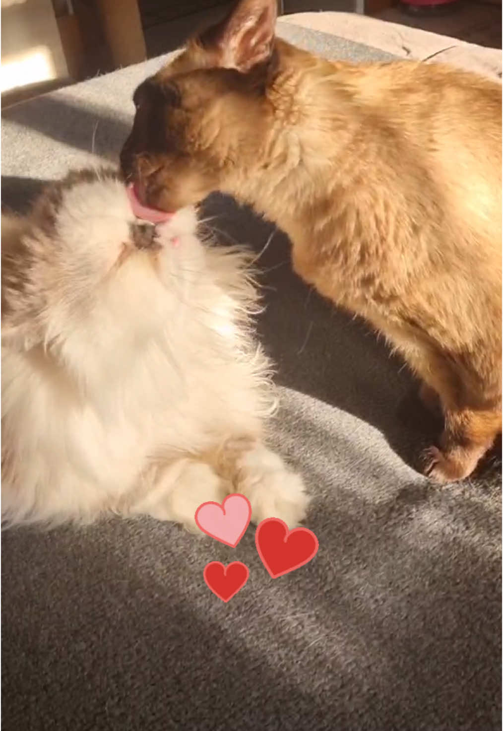 @miura_cat_and_friends