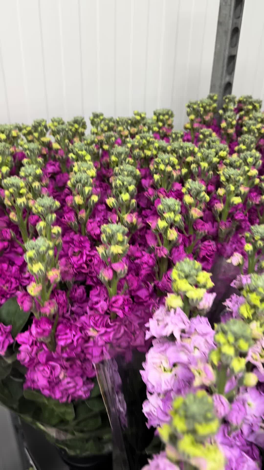 @Casconefiori