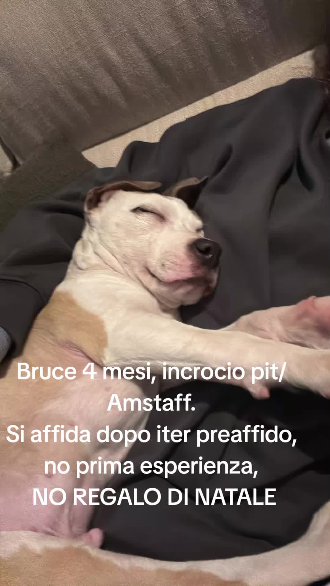 @code felici