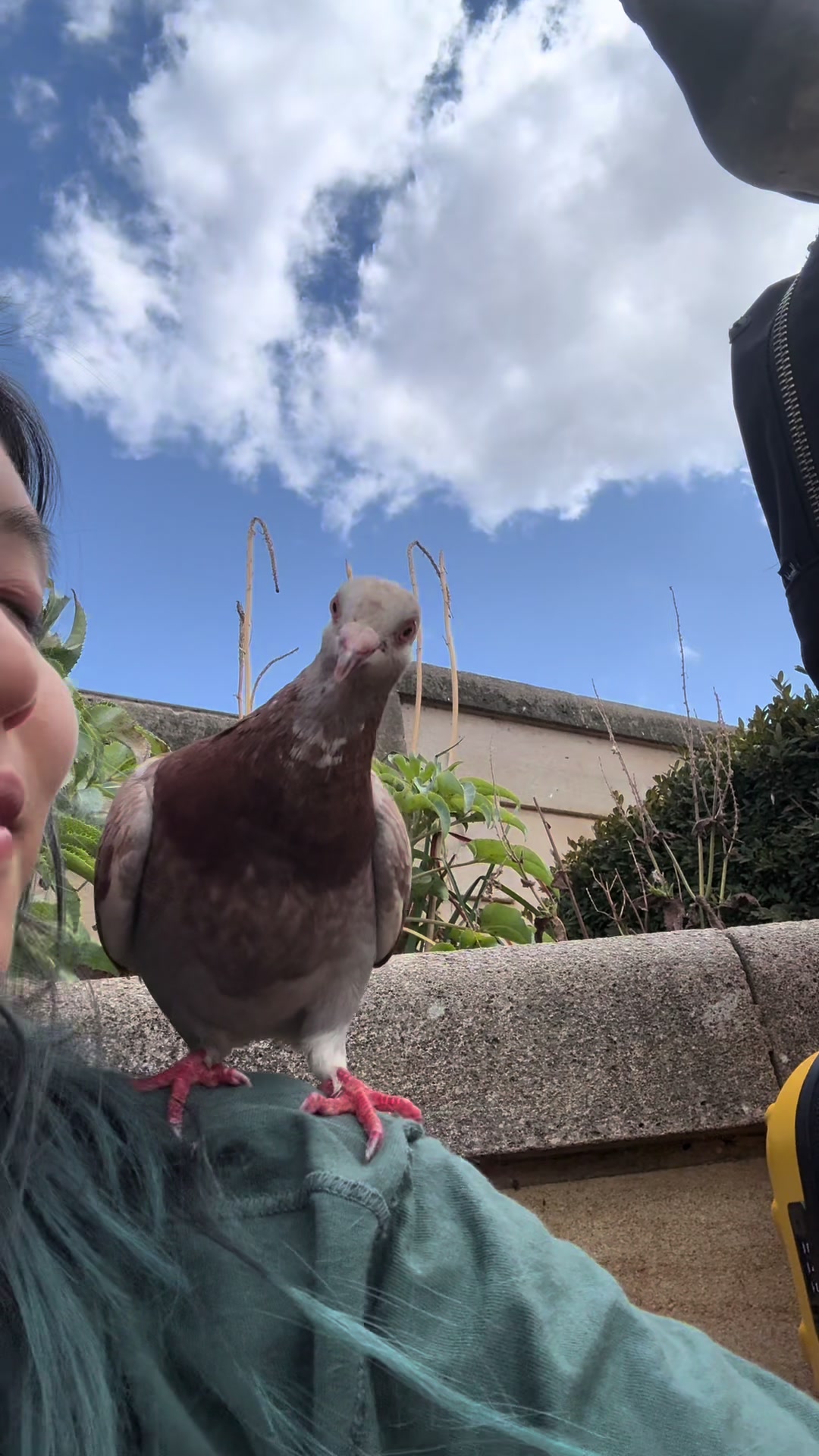 @summer ✶ little winged friends